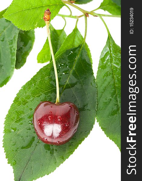 Sweet cherry on leaves, isolated on white