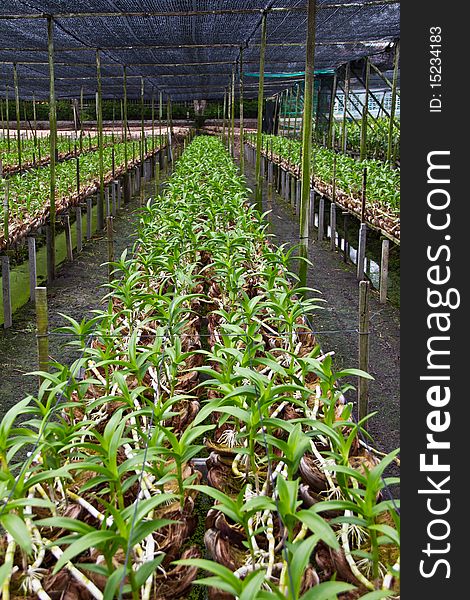 Orchid farm plant out thai. Orchid farm plant out thai