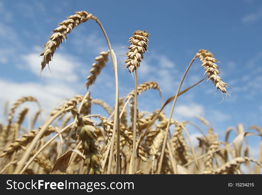 Field of ripening wheat against blue sky