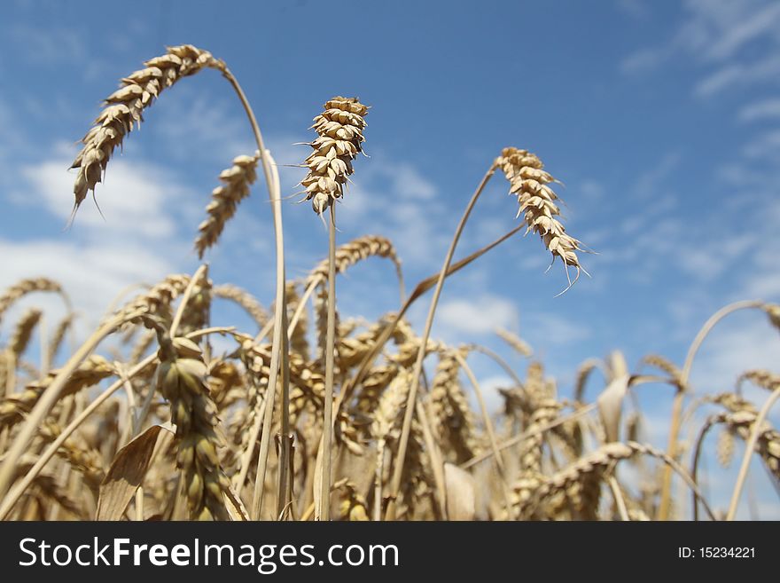 Field Of Ripening Wheat Against Blue Sky