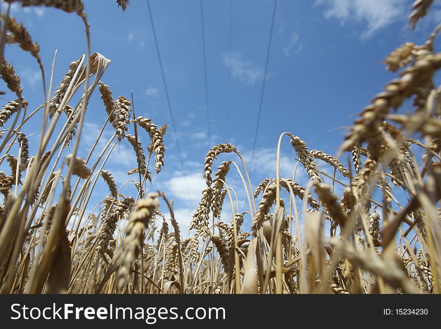 Field of ripening wheat against blue sky