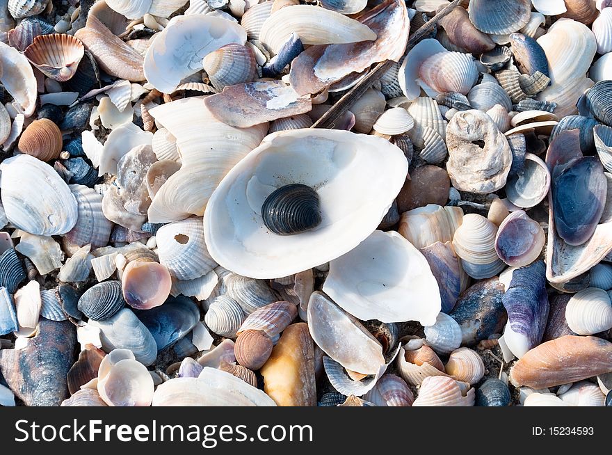 Seashells