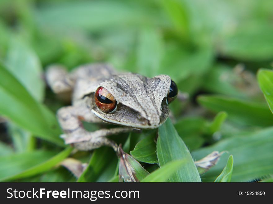 Little grey frog measuring around 2 inches is hiding between grass leaves.