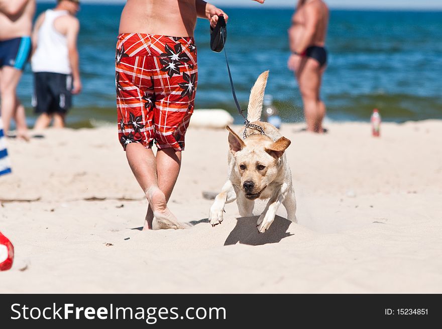 Dog on the sand beach. Dog on the sand beach