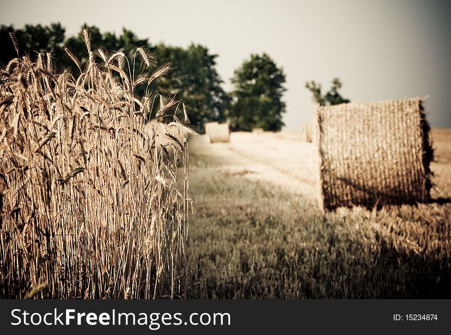 Rolling haystack and wheat on farmer field