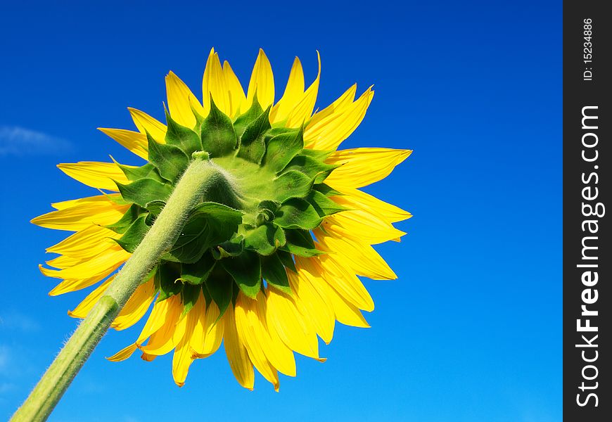 Sunflower on blue sky.