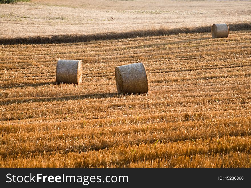 Tree And A Fields Grain With Bale