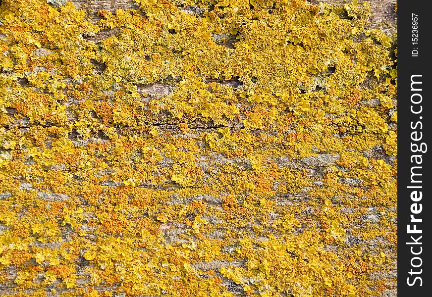 Texture of lichen on the tree