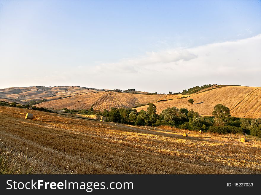 Tree And A Fields Grain With Bale