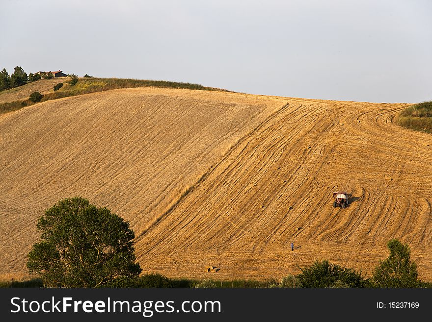 Fields cultivate to grain in campania italy. Fields cultivate to grain in campania italy