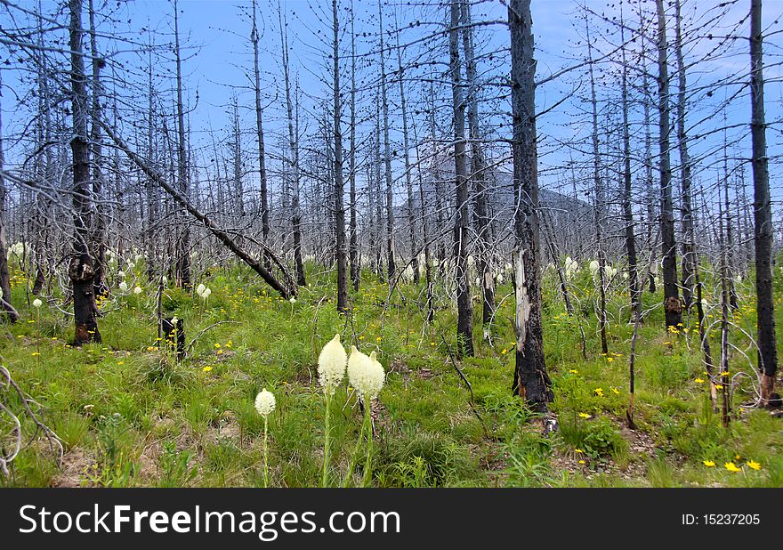 New growth of Bear grass in Glacier national park after fire damage