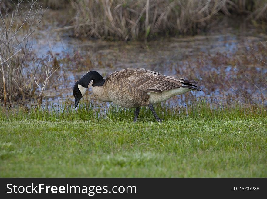 Canadian Goose looking for food