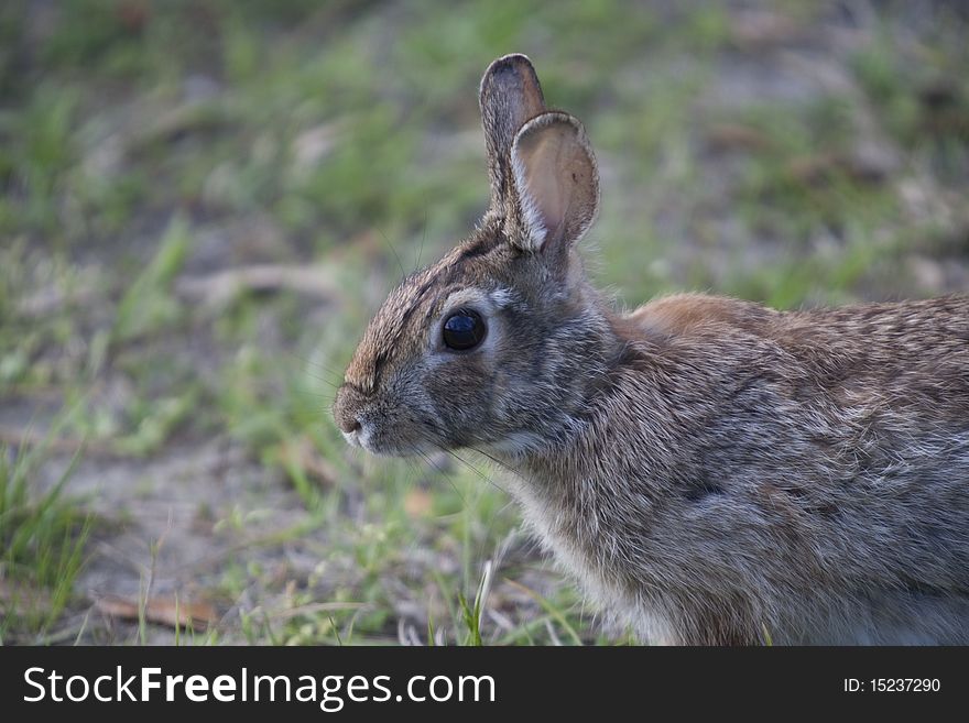 Close-up of a young wild rabbit waitting in alert