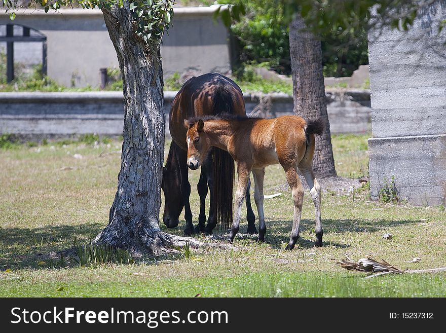 Wild Horses in the Island of Cumberland in Georgia near the ruins of a abandoned Mansion