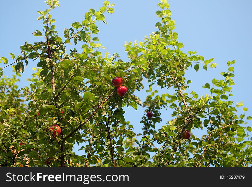 Red plum on a tree branch