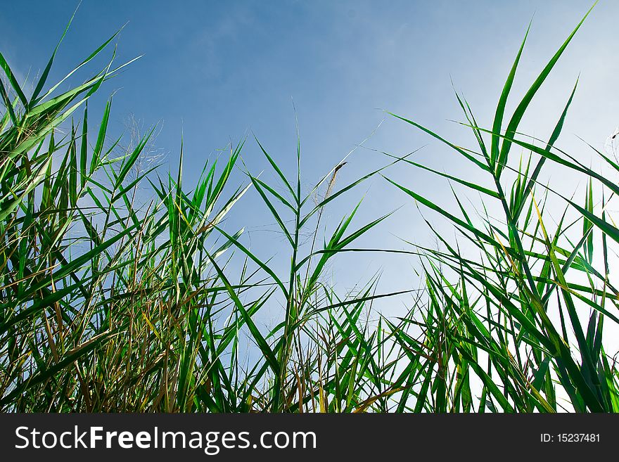 Top With Green Grass, Blue Sky