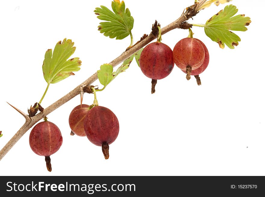 Gooseberries on a branch close-up isolated on a white background. Gooseberries on a branch close-up isolated on a white background.