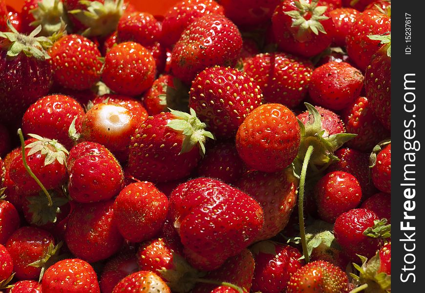 Just the ripe berries of a strawberry collected from a bed. Just the ripe berries of a strawberry collected from a bed.