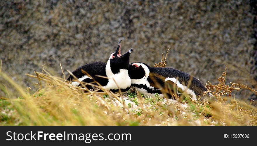 Two Penguins nesting on a grassy bank