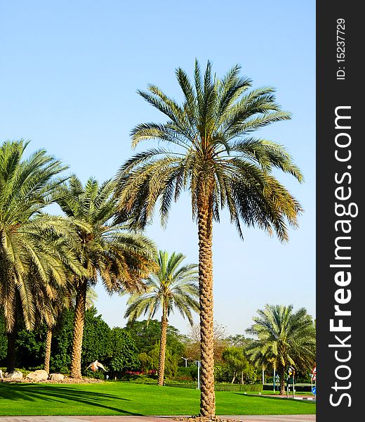 Palm Trees in the heart of Dubai, United Arab Emirates