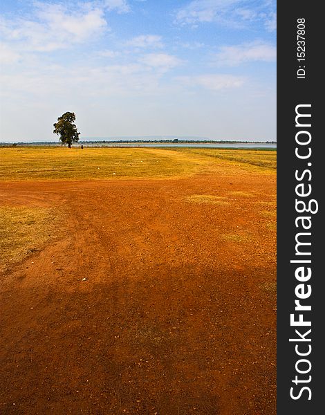 Trees On Open Space