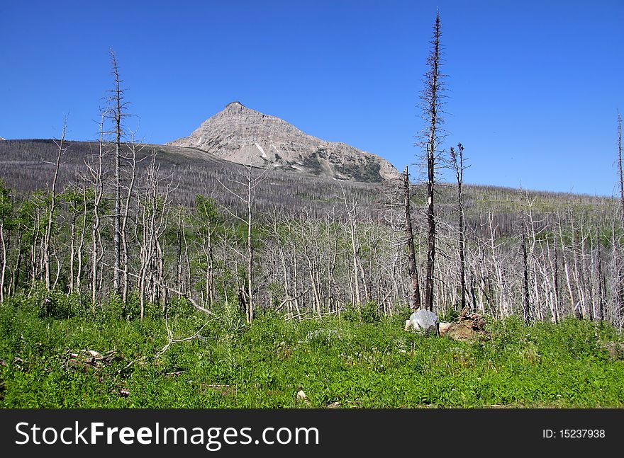 Triple divide peak in Glacier national park Montana