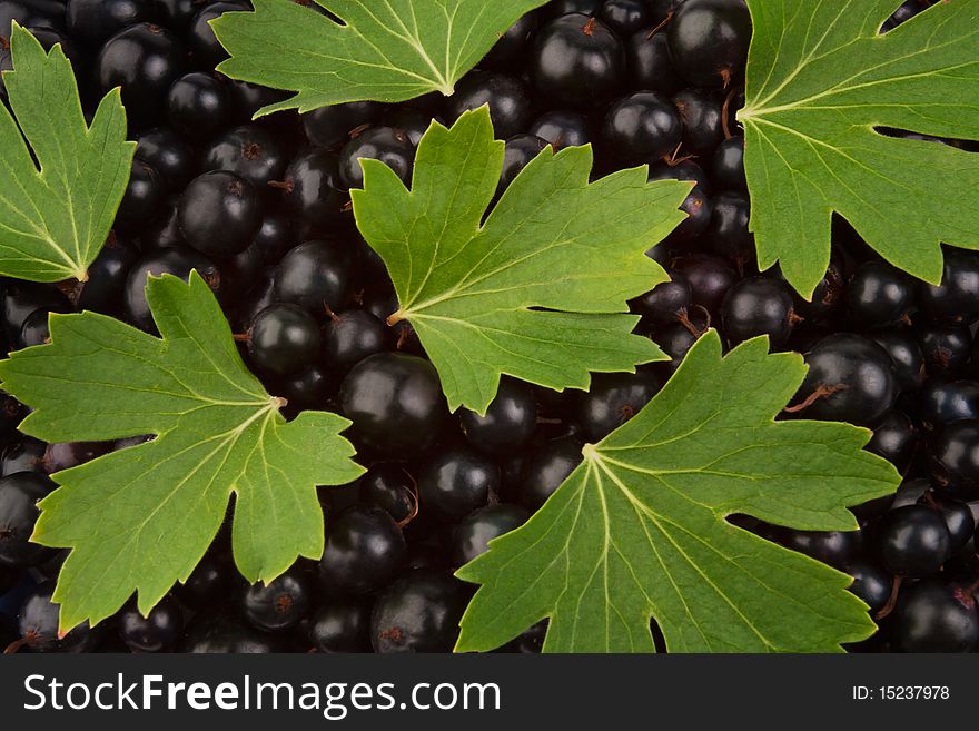 Black currant and leaves on top of it