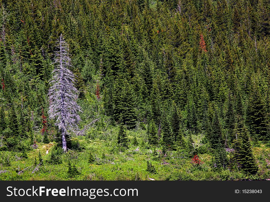 Lone dry tree in the middle of Green trees