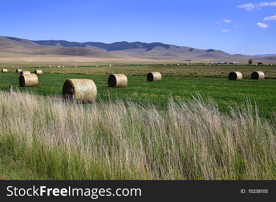Many hay bales in the farm lands. Many hay bales in the farm lands