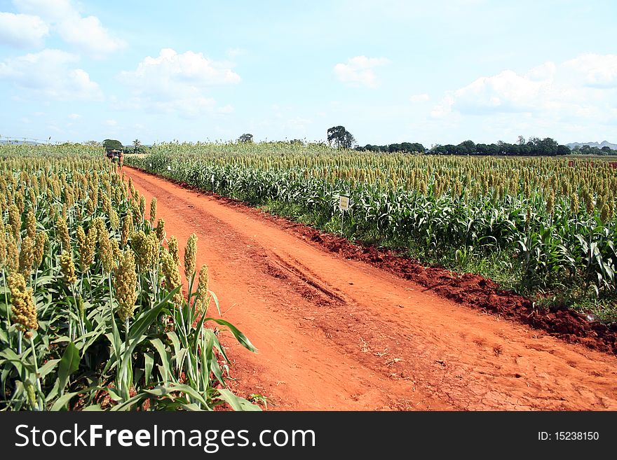 Farm path in the country of Thailand