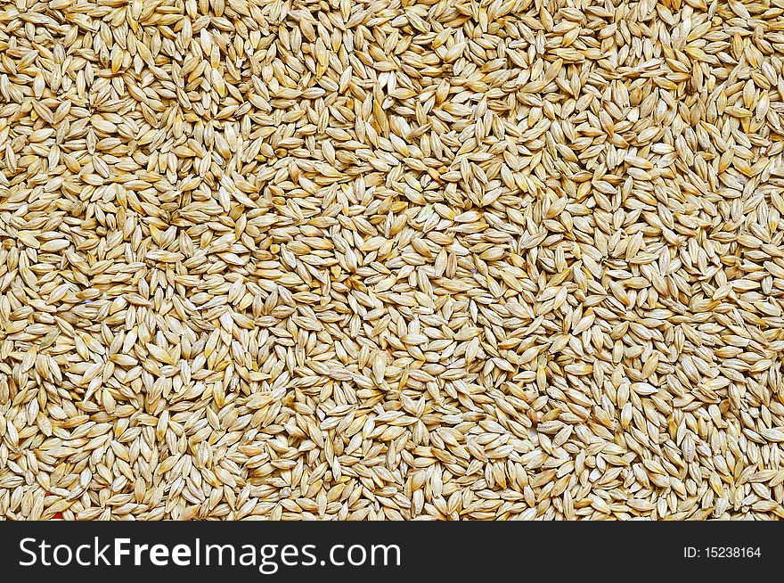 Background of small and ripe barley grains. Background of small and ripe barley grains