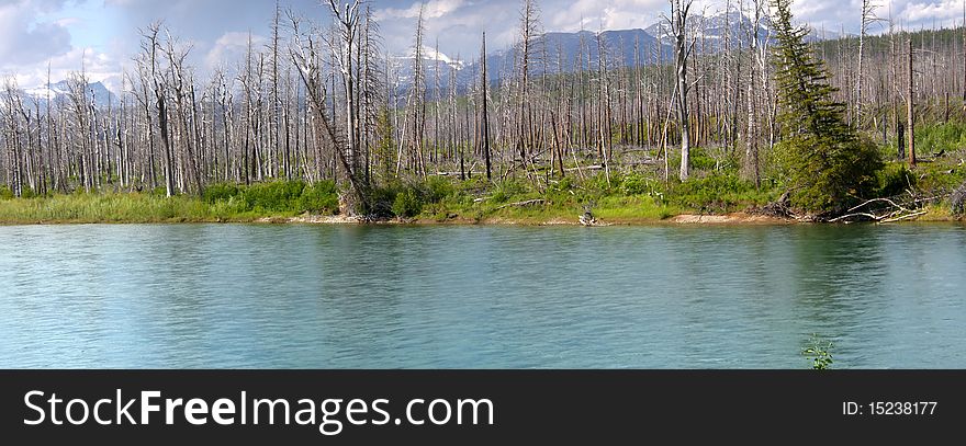 Panoramic view of river shore with burnt trees due to wild fire