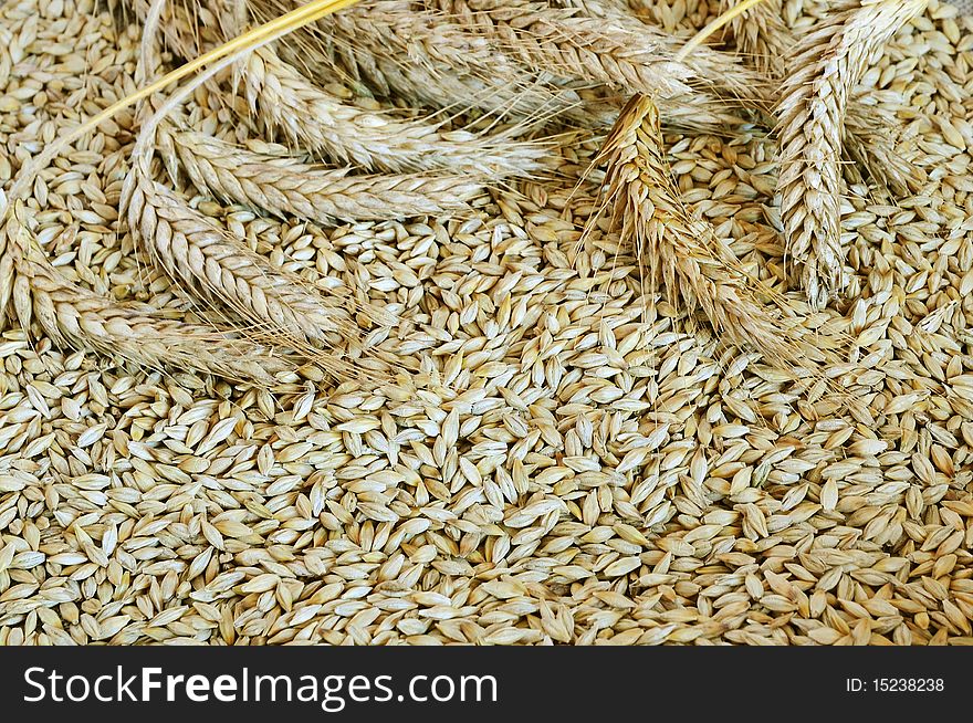 Ripe ears on the background barley grains. Ripe ears on the background barley grains