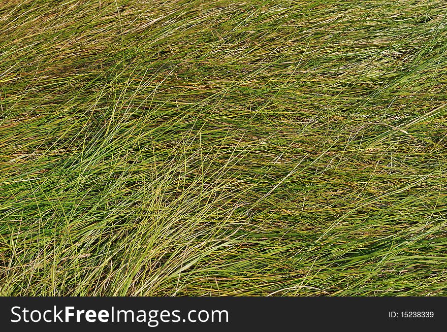 Close up of lying green grass background