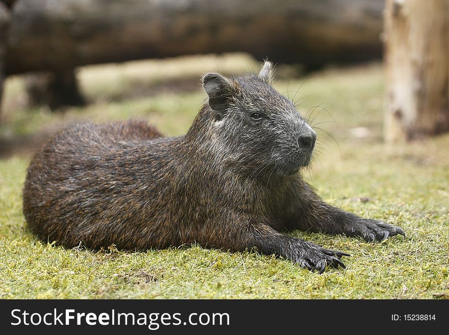 The cuban hutia (Capromys pilorides), also known as the desmarest's hutia, in zoo Prague in Czech Republic.