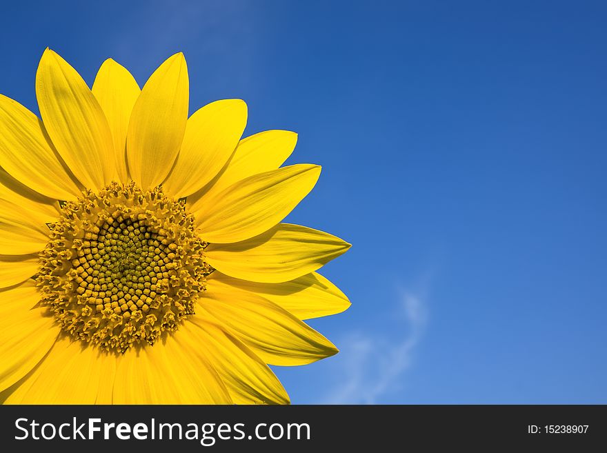 Sunflowers against bright blue summer sky. Sunflowers against bright blue summer sky