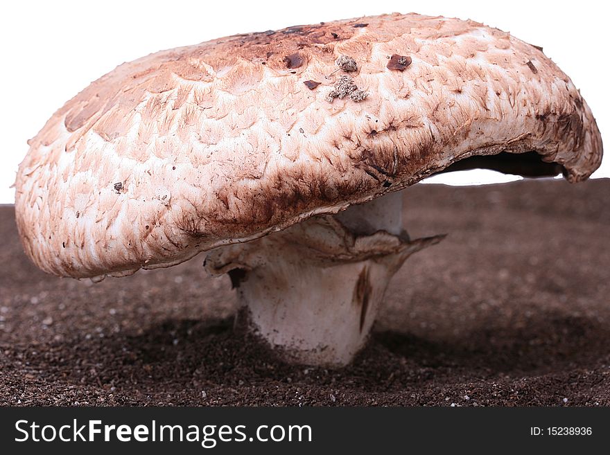 The big mushroom with a brown hat in a friable ground.