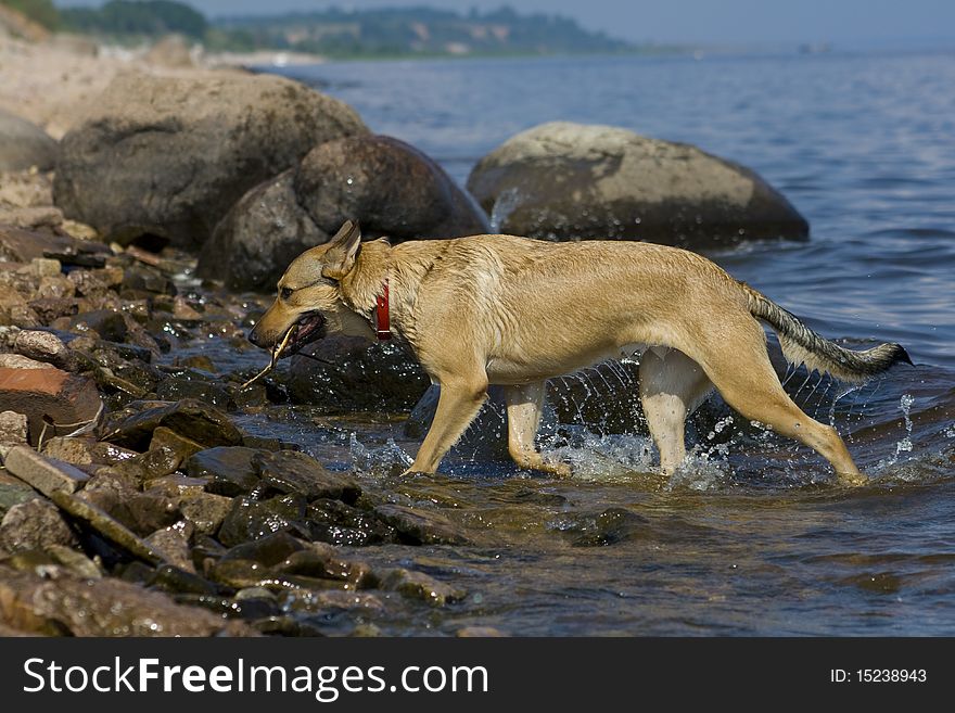 Red dog swim with stick