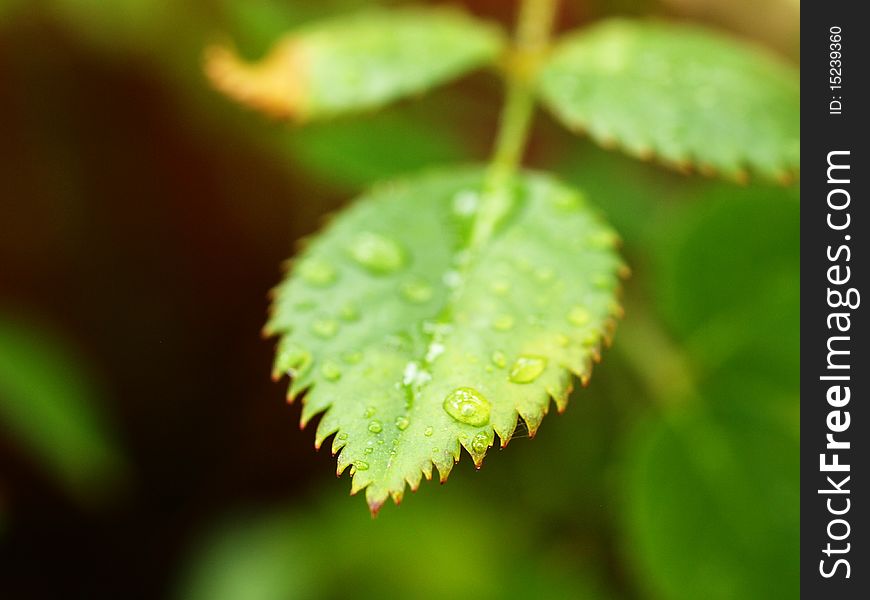 Green Leaf With Tiny Droplets