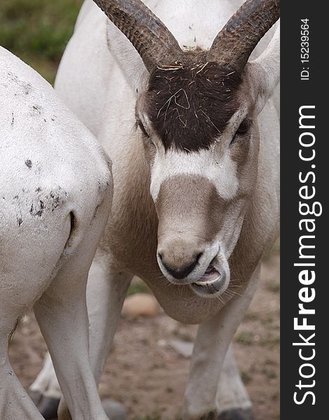 The Addax (Addax nasomaculatus), also known as the screwhorn antelope, is a critically endangered desert antelope that lives in several isolated regions in the Sahara desert. The Addax (Addax nasomaculatus), also known as the screwhorn antelope, is a critically endangered desert antelope that lives in several isolated regions in the Sahara desert.