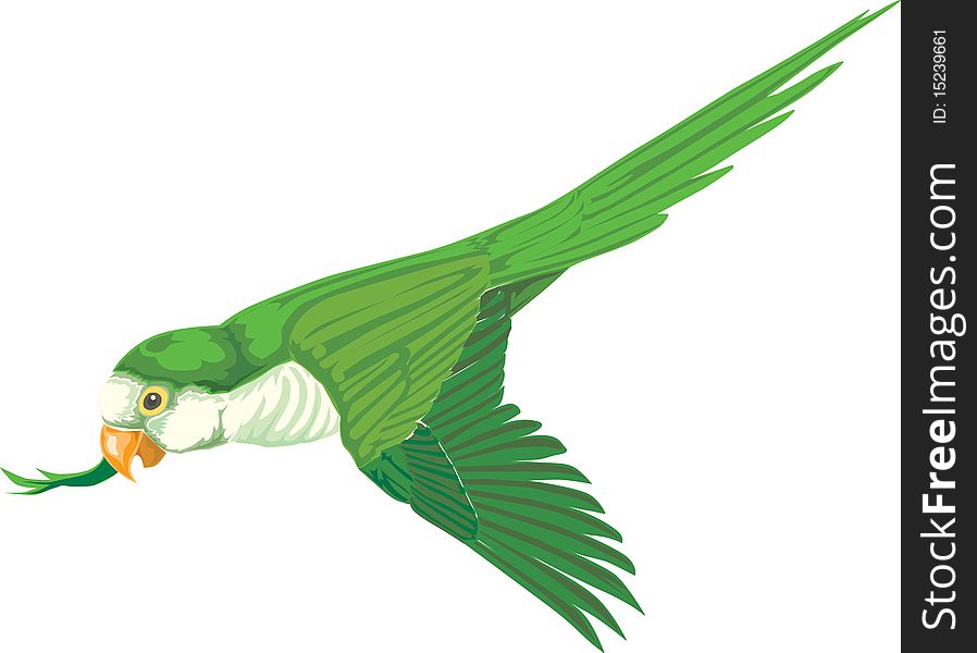 Parrot macaw green bird tropical. Parrot macaw green bird tropical