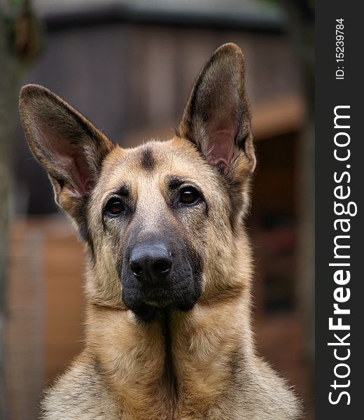 A young German Shepherd posing for the camera