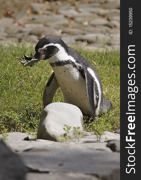 The Humboldt penguin (Spheniscus humboldti) with the maple leaf in its bill.