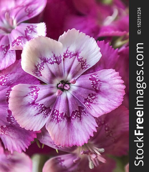 Closeup Pink Dianthus Flowers As A Background