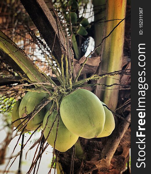 Closeup of coconuts on tree
