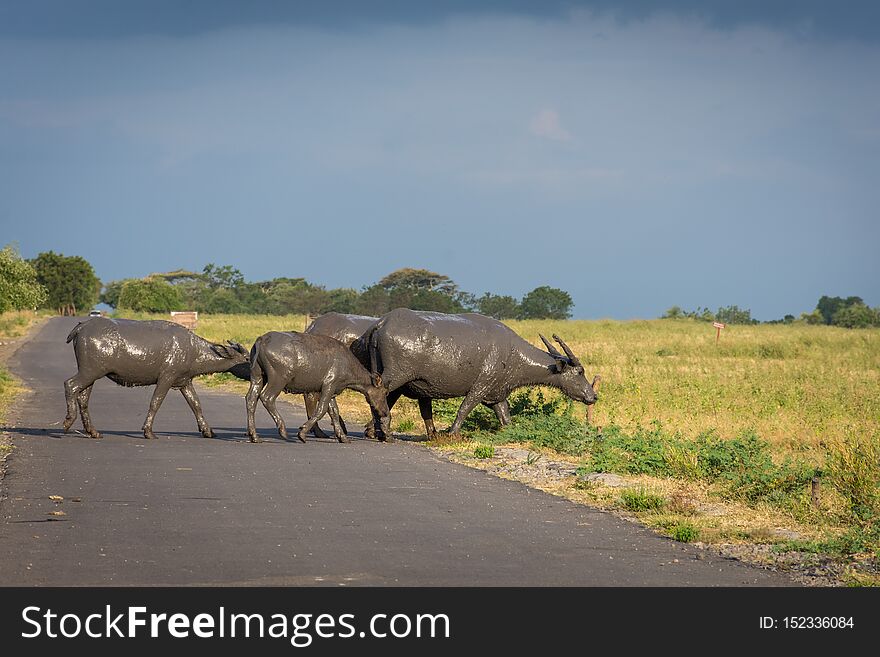 A group of buffalo on their natural habitat, Savanna Bekol, Baluran. aluran National Park is a forest preservation area that