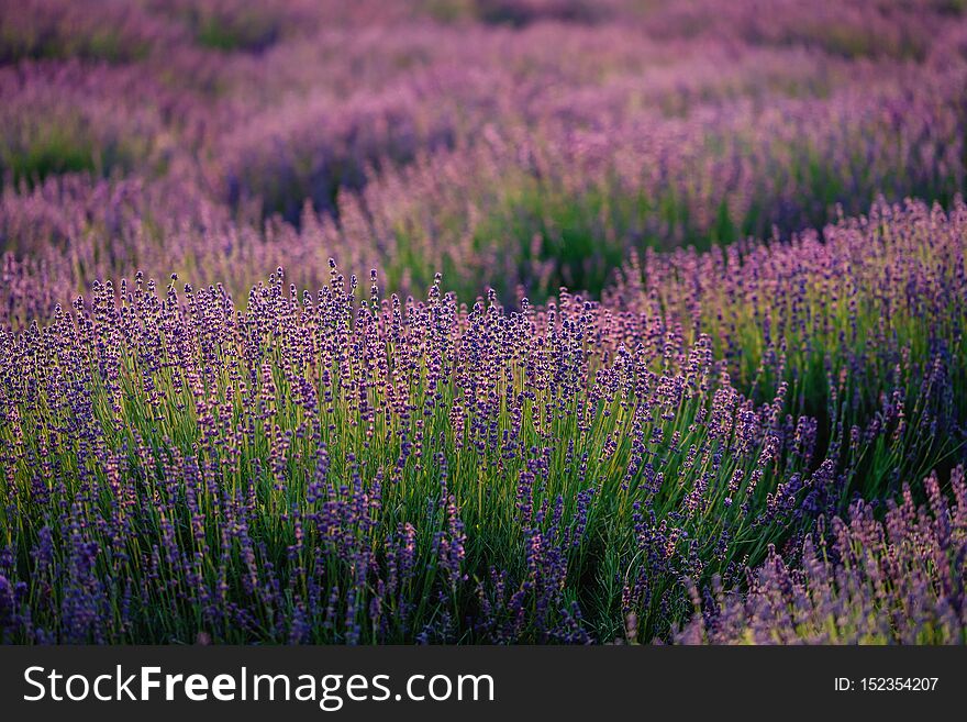 Beautiful violet purple lavender field. Soft evening light. Scenic landscape