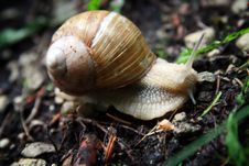 Snail On Forest Ground Stock Photography