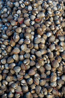 Fresh Scallop Stock Photo Fresh Scallop Stock Photo