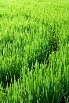 Curves In Rice Fields Stock Photo Curves In Rice Fields Stock Photo